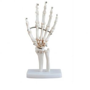 Anatomiske modeller